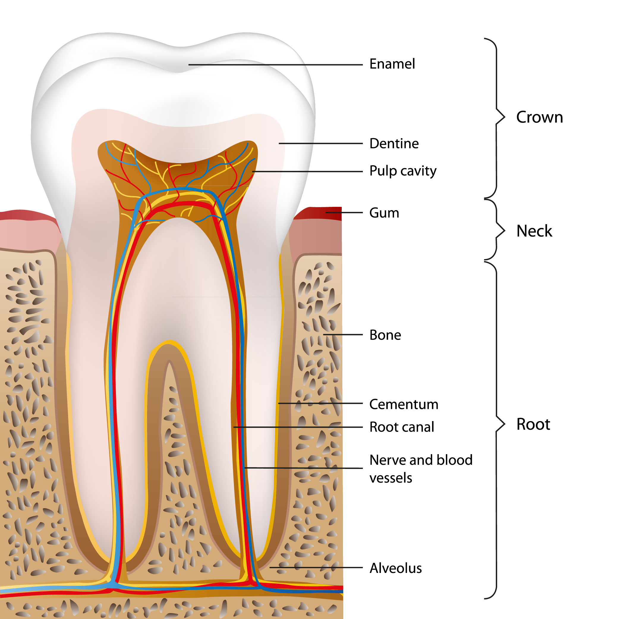Gainesville Dental Arts Gainesville Haymarket Gentle Professional Tooth Anatomy